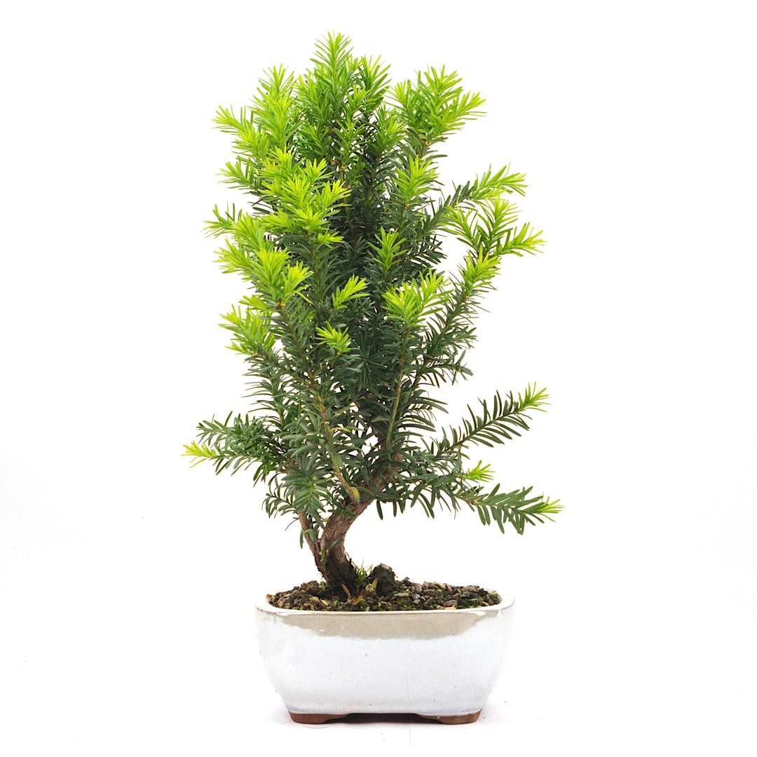 Eibe Hybrid 'Taxus media'